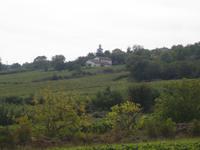 die Weinberge im Beaujolais