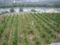 Blick vom Hügel auf die Rhone