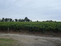 Chateau Aney Weinberg