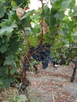 Chateau Aney Weinrebe