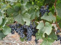 Chateau Aney Weintraube