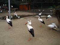 Elsass und seine Stoerche