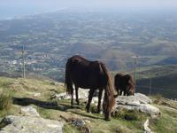 La Rhune Pottok Pferde