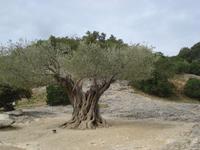 Olivenbaum Pont du Gard