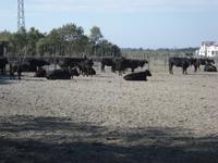 Schwarzen Stiere der Camargue