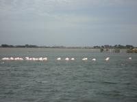 Flamingos bei Aigues-Mortes