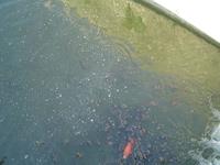 Verfressene Karpfen von Villandry