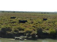 Camargue-Stiere