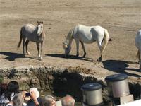 Camargue-Pferde