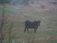 Camargue Stier 