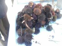 Seeigel gefällig in Cassis? 