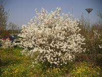 alles blüht im Frühling weiss und rosa 