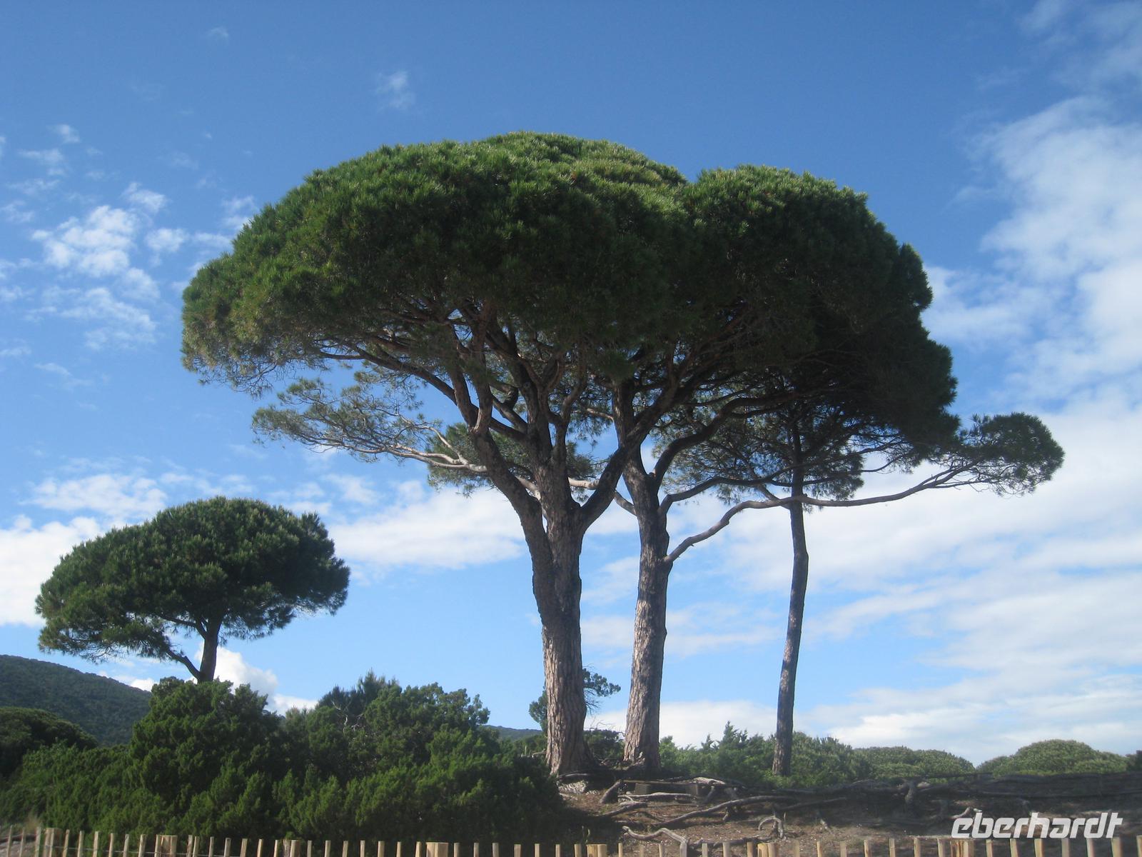 Pinien an Korsikas Strand
