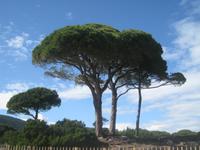 Pinien an Korsikas Strand