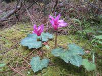 Wildalpenveilchen in den Calanches