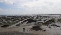 07-11_Cancale Austernzucht.JPG