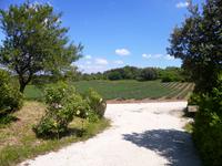 Lavendelfeld bei Saint-Remèze