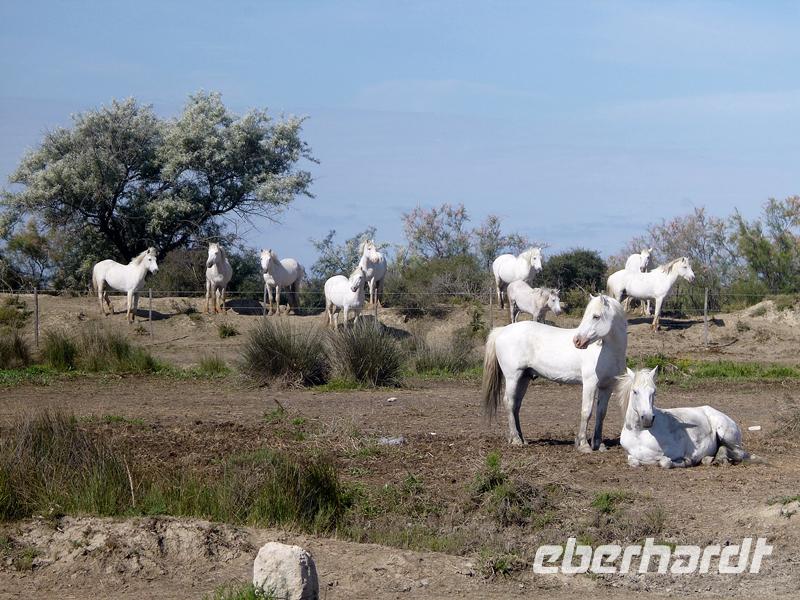 Weiße Camargue-Pferde auf dem Weg nach Les Saintes Maries de la Mer