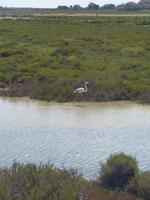 Auch Flamingos konnten wir in der Camargue beobachten