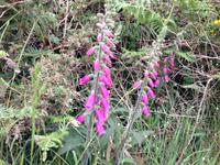 Wanderung zur Pointe du Raz