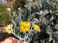 IMG_8781Wer kent meinen Namen?