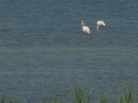 Flamingos der Camargue 