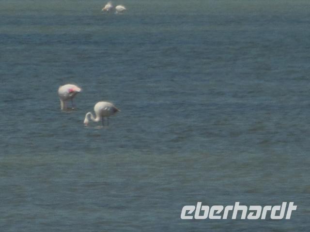 Flamingos der Camargue 