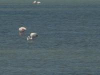 Flamingos der Camargue 