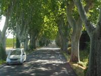 wunderbare Allee auf dem Weg ins Luberon 