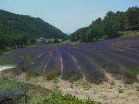 Lavendelfelder der Abtei Senanque 