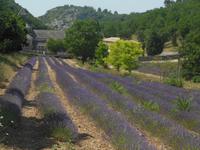 Lavendelfelder der Abtei Senanque 