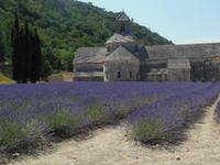 Lavendelfelder der Abtei Senanque 
