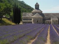 Lavendelfelder der Abtei Senanque 