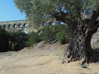 Pont-du-gard 