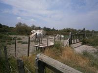 Camargue