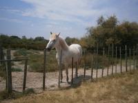 Camargue