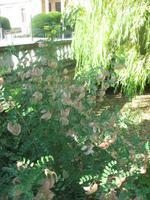 Garten Palais de Tau