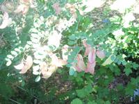 Garten Palais de Tau