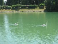 Schwäne auf der Marne