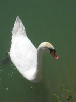 Schwan auf der Marne