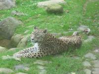 Zoologischer Garten in Champrépus