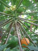 Jardins Suspendus, Le Havre