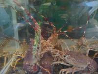 lebende Hummer Cannes'