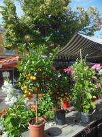 auf dem Markt in Nizza 