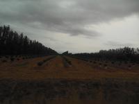 die Ebene von Crau _Heimweg von Marseille nach Arles 