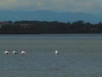 Flamingos St.Marie de la mer 