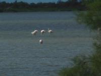 Flamingos St.Marie de la mer 