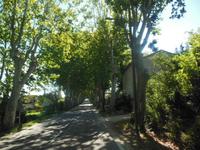 Platanenallee auf Weg ins Luberon 