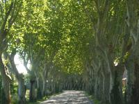 Platanenallee auf Weg ins Luberon 