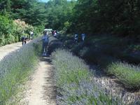 Abtei Senanque im Luberon mit Lavendelfelder 